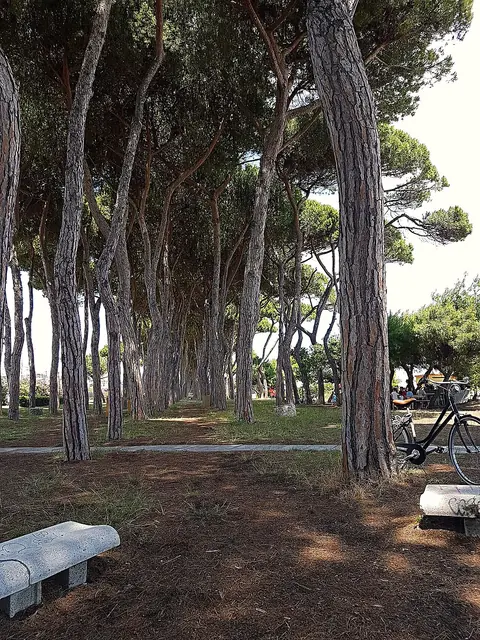 The pine wood of Pineto