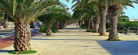 Palm trees on San Benedetto's south seafront