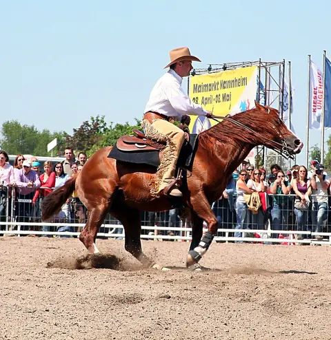 Spin di reining in monta western